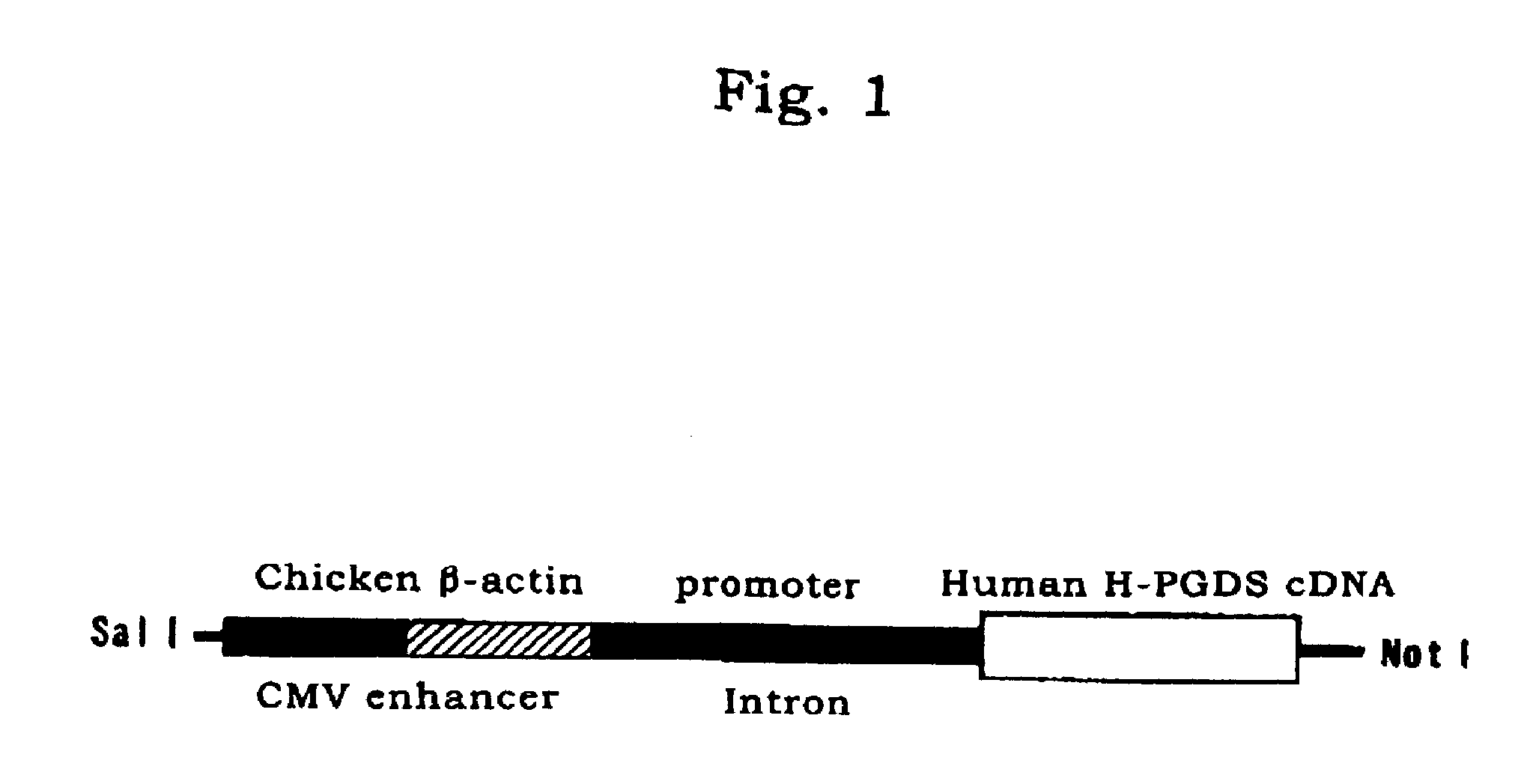 Animal with the mass expression of human gene and test method by using the animal