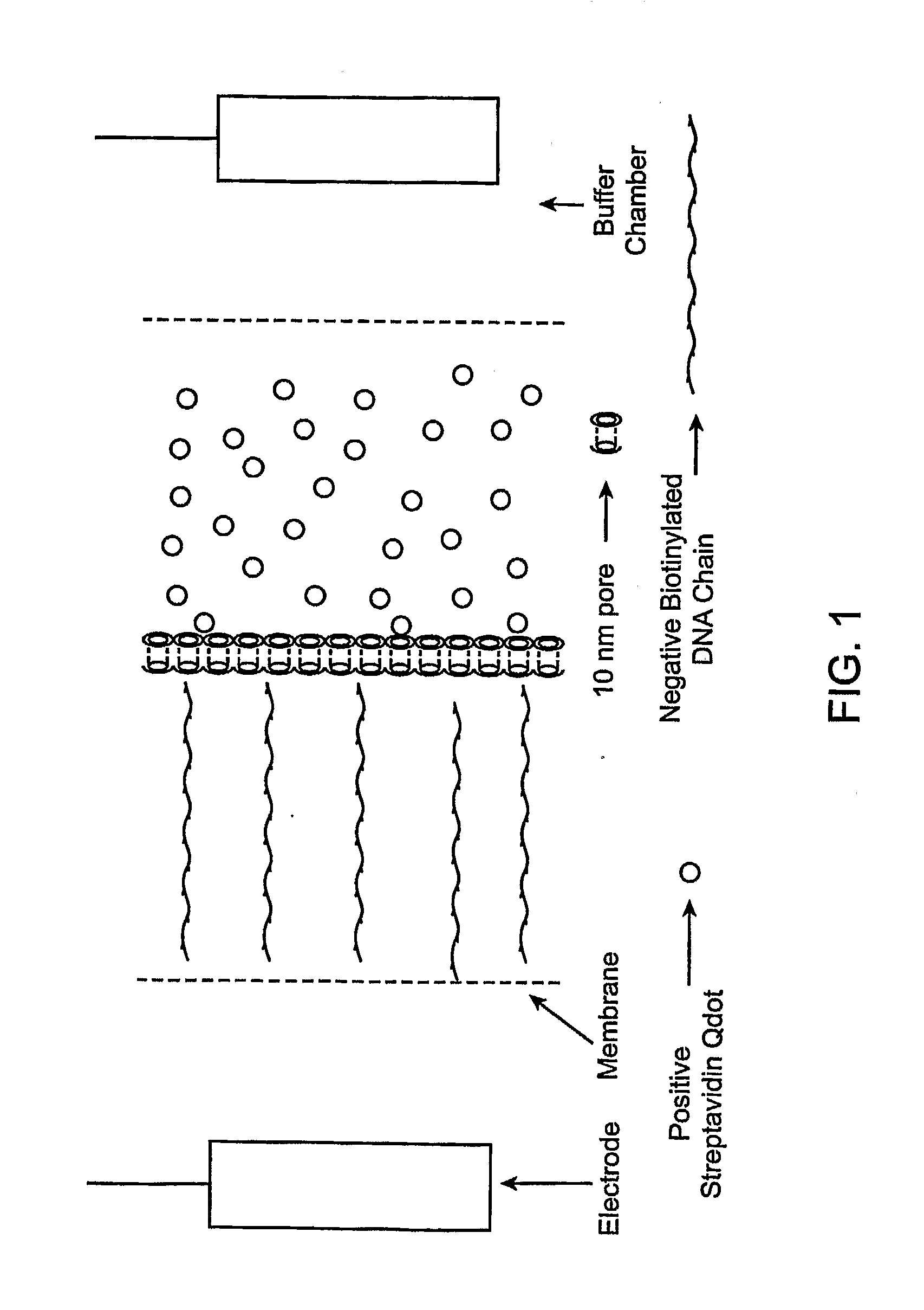 Nanofabrication processes and devices for the controlled assembly of functionalized nanostructures
