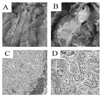 A kind of inactivated vaccine of goose astrovirus and preparation method thereof