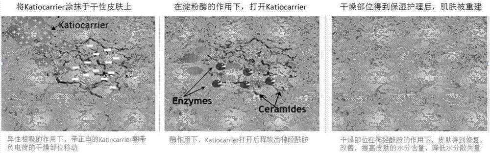 Ceramide liposome and application thereof to preparation of intelligent moisturizing cosmetic