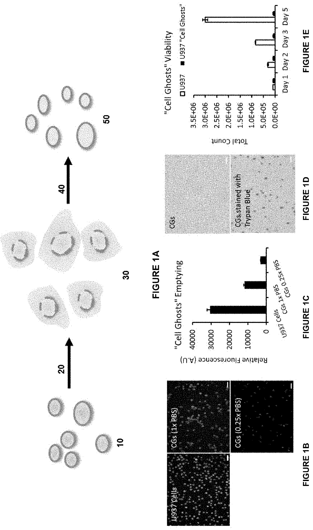 Biomolecular composites comprising modified cell ghosts