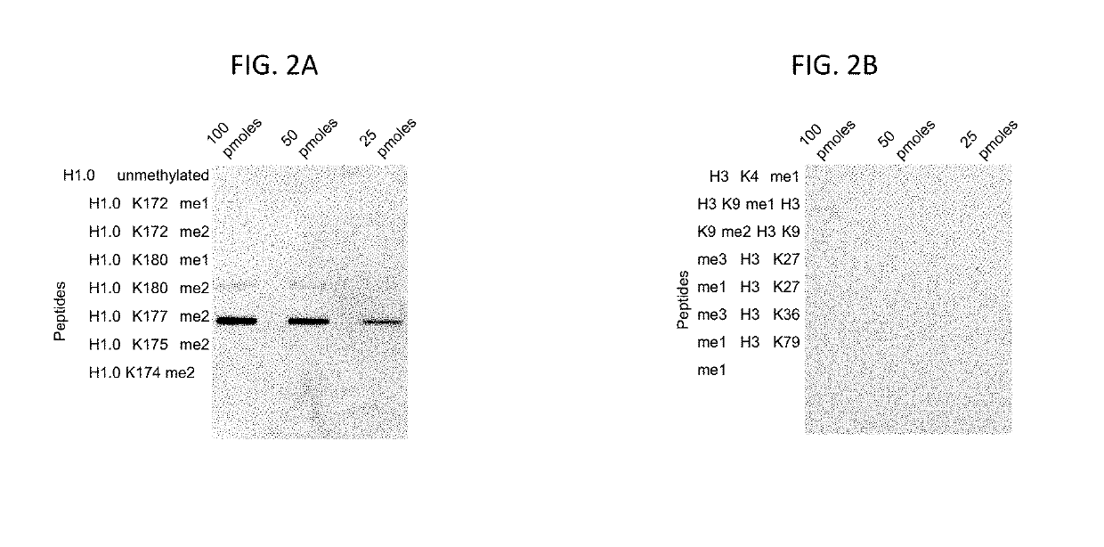 Compositions and methods related to the methylation of histone h1.0 protein