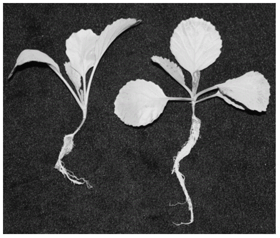 Method for increasing content of anthocyanin in purple cabbage