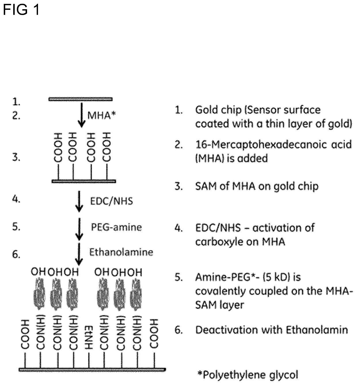 Sensor Surface for Surface Plasmon Resonance Assays