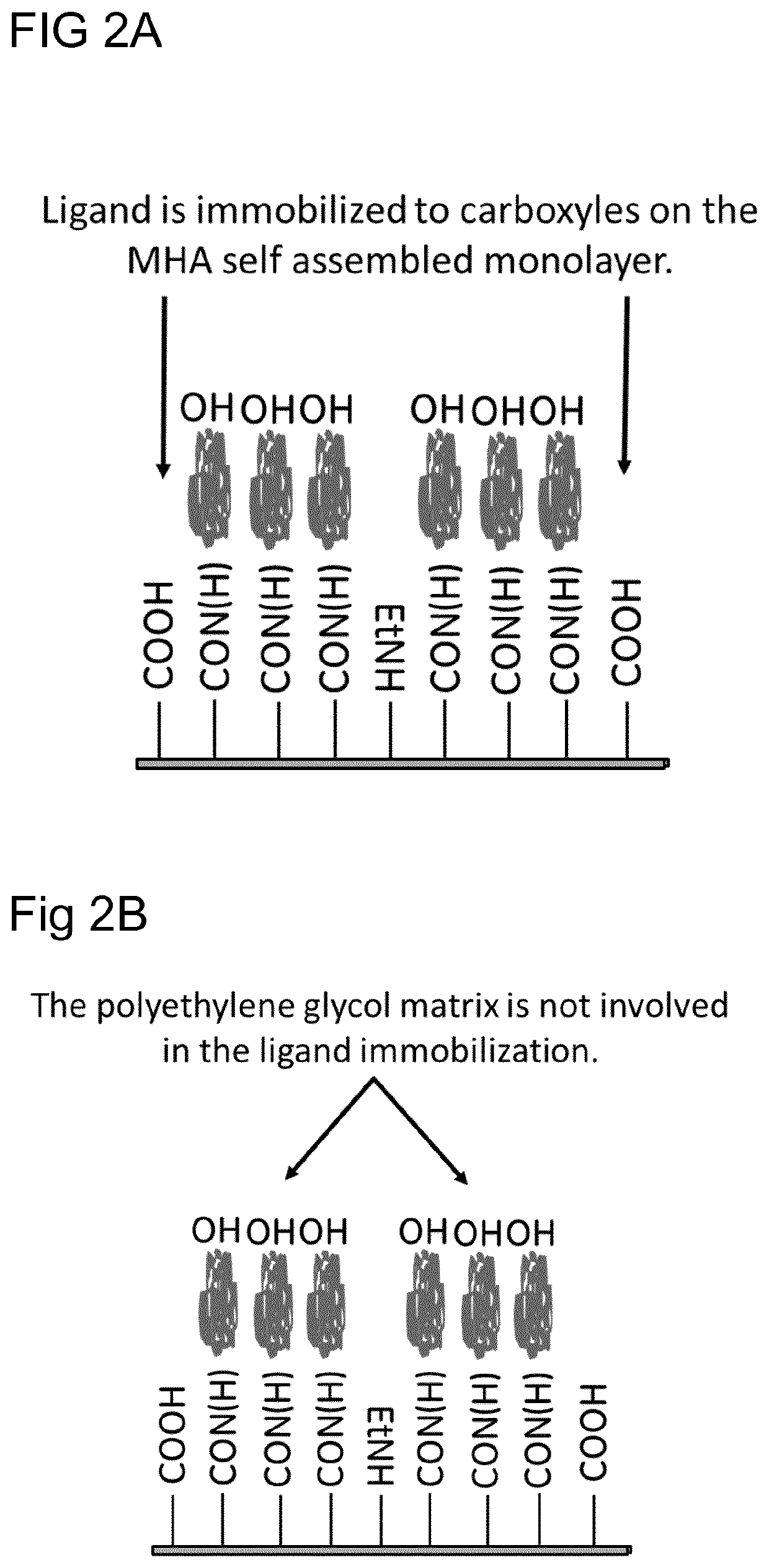 Sensor Surface for Surface Plasmon Resonance Assays