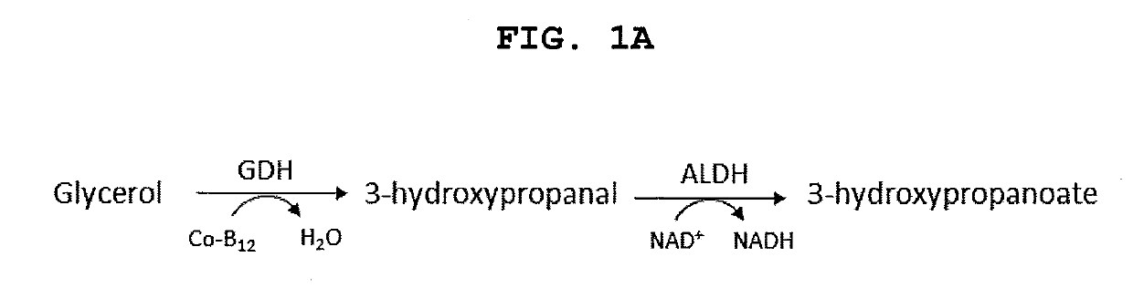 Methods and materials for the biosynthesis of beta hydroxy acids and/or derivatives thereof and/or compounds related thereto