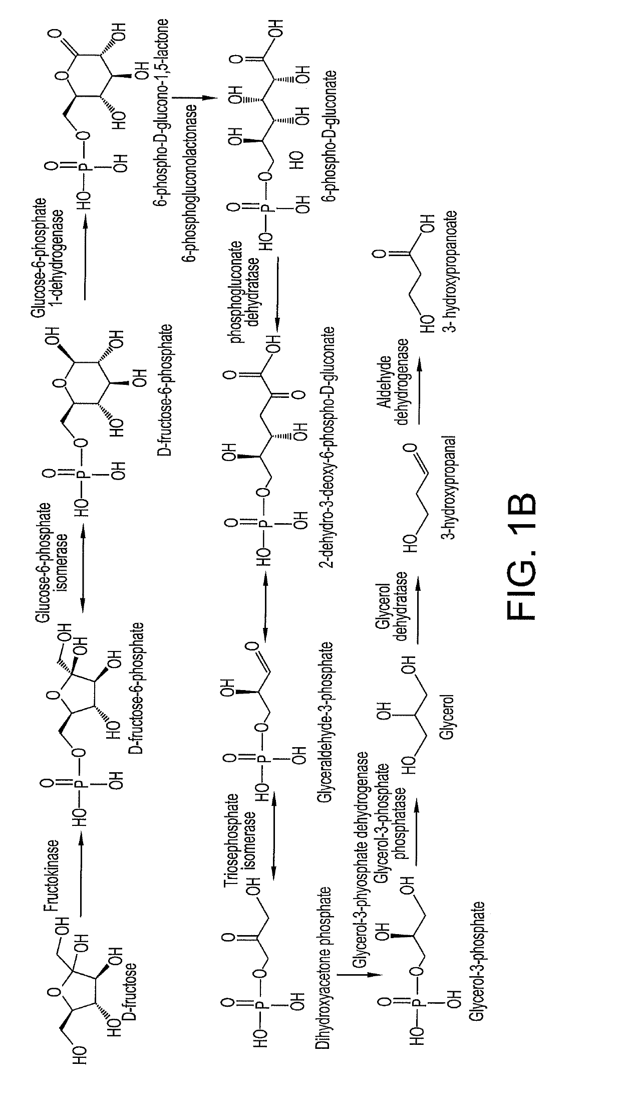 Methods and materials for the biosynthesis of beta hydroxy acids and/or derivatives thereof and/or compounds related thereto