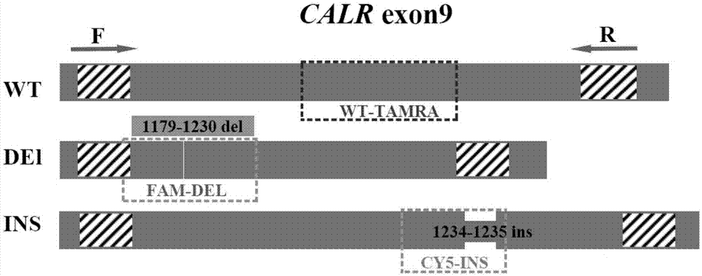 Detection method for CALR (Calreticulin) gene deletion and insertion mutation and kit