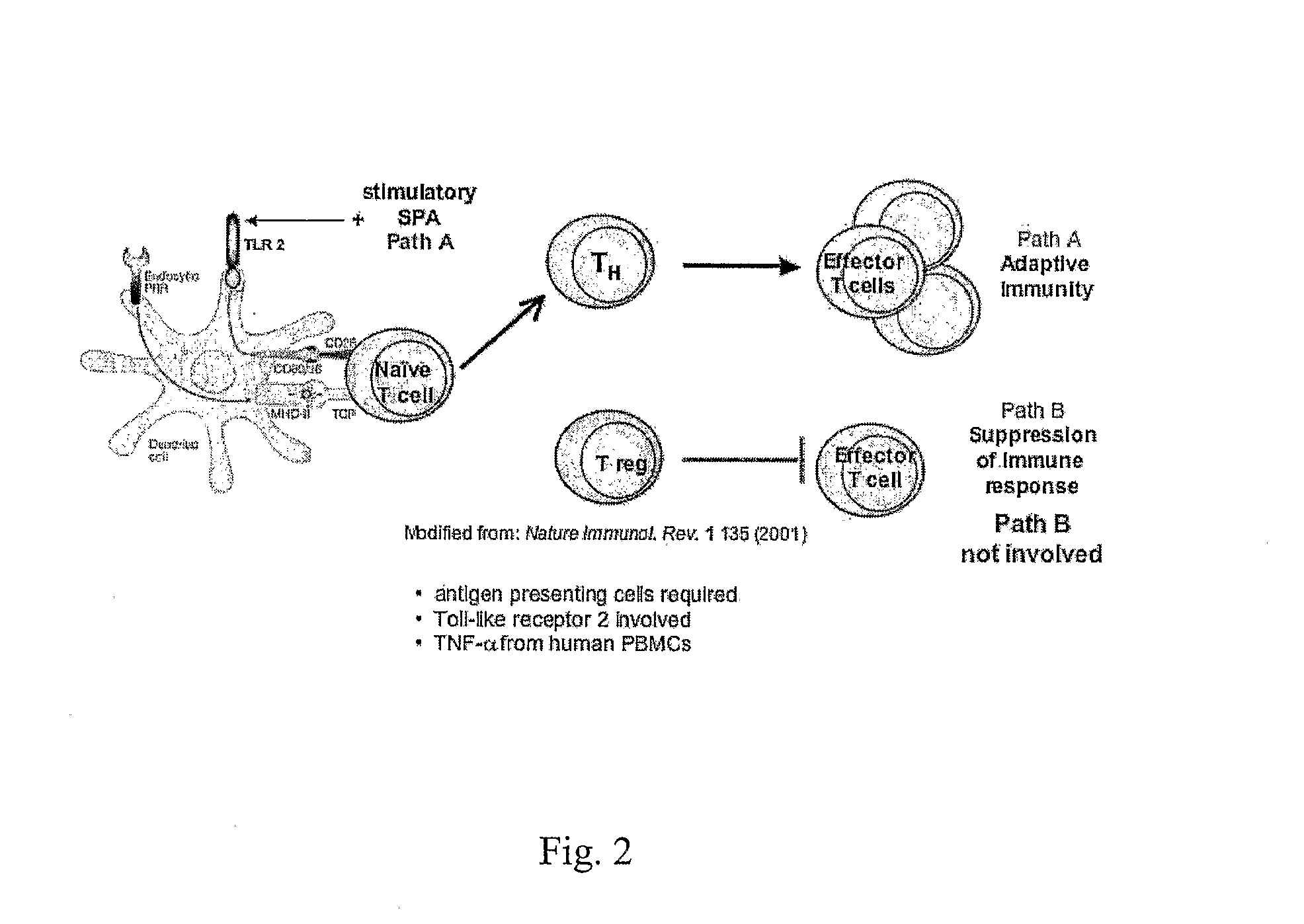 Monovalent and polyvalent synthetic polysaccharide antigens for immunological intervention in disease