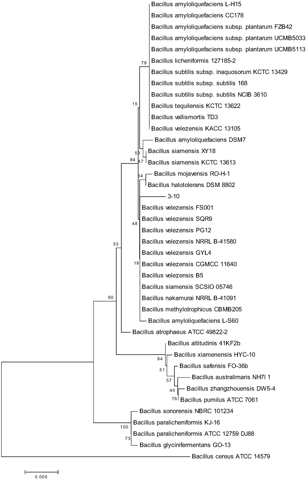 Bacillus velezensis and its broad spectrum bacteriostasis and use in prevention and treatment on banana diseases
