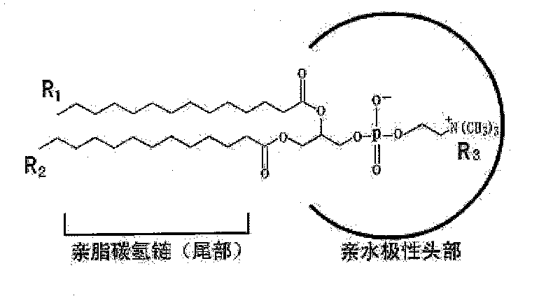 Carrier of liposome medication, and preparation method