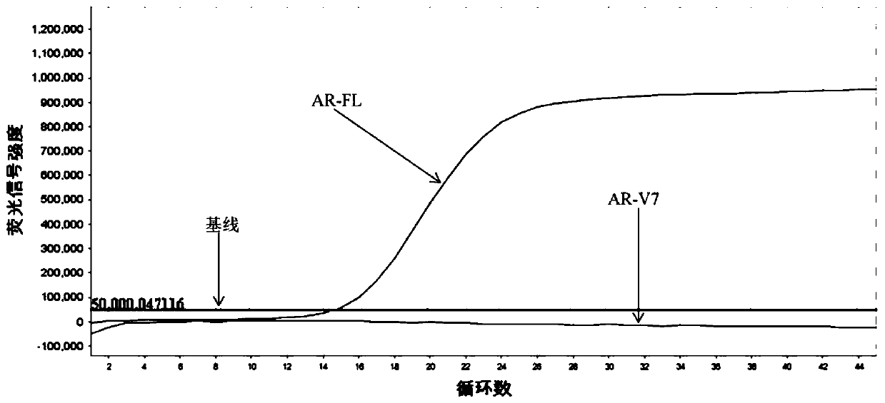 Primer probe composition, kit and detection method for detecting human AR-V7 and AR gene expression