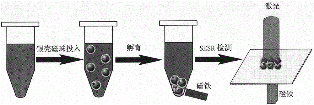 Preparation method and SERS application of monodispersed silver-shell magnetic microspheres