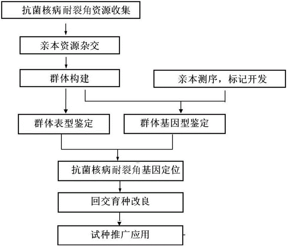 Rapeseed breeding method adopting gene mapping technology