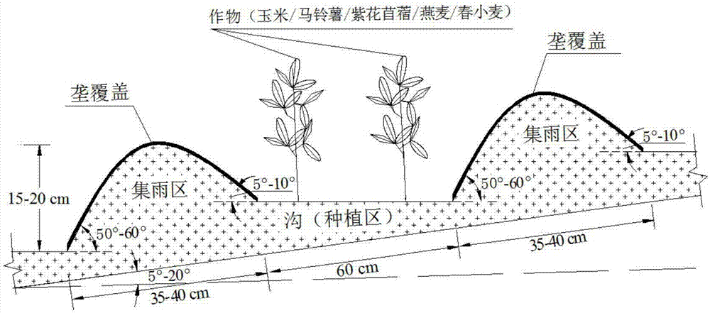 Knot-ridging, furrowing, rain-collecting and planting method for semi-arid gentle-slope land