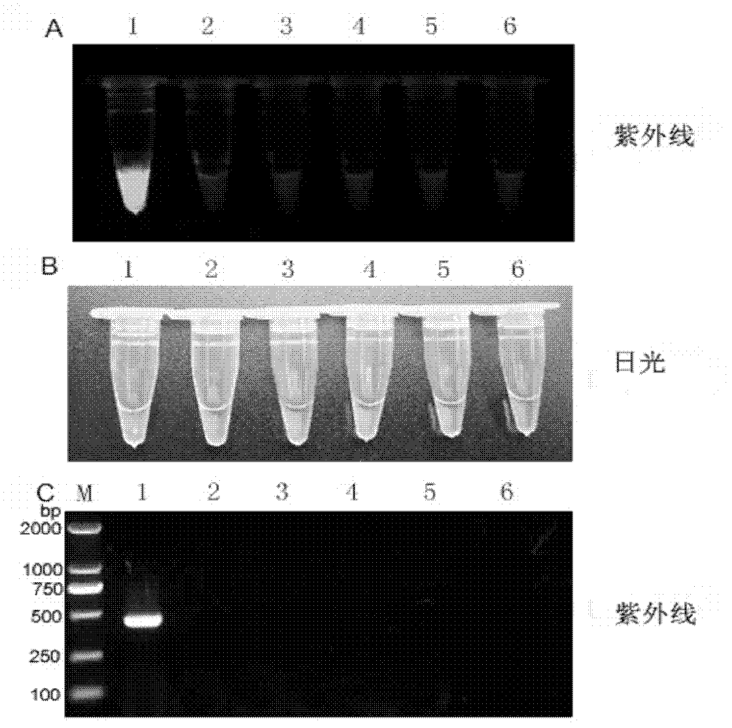 Reverse transcription loop-mediated isothermal amplification (RT-LAMP) visual kit for detecting Japanese B encephalitis virus and application of kit