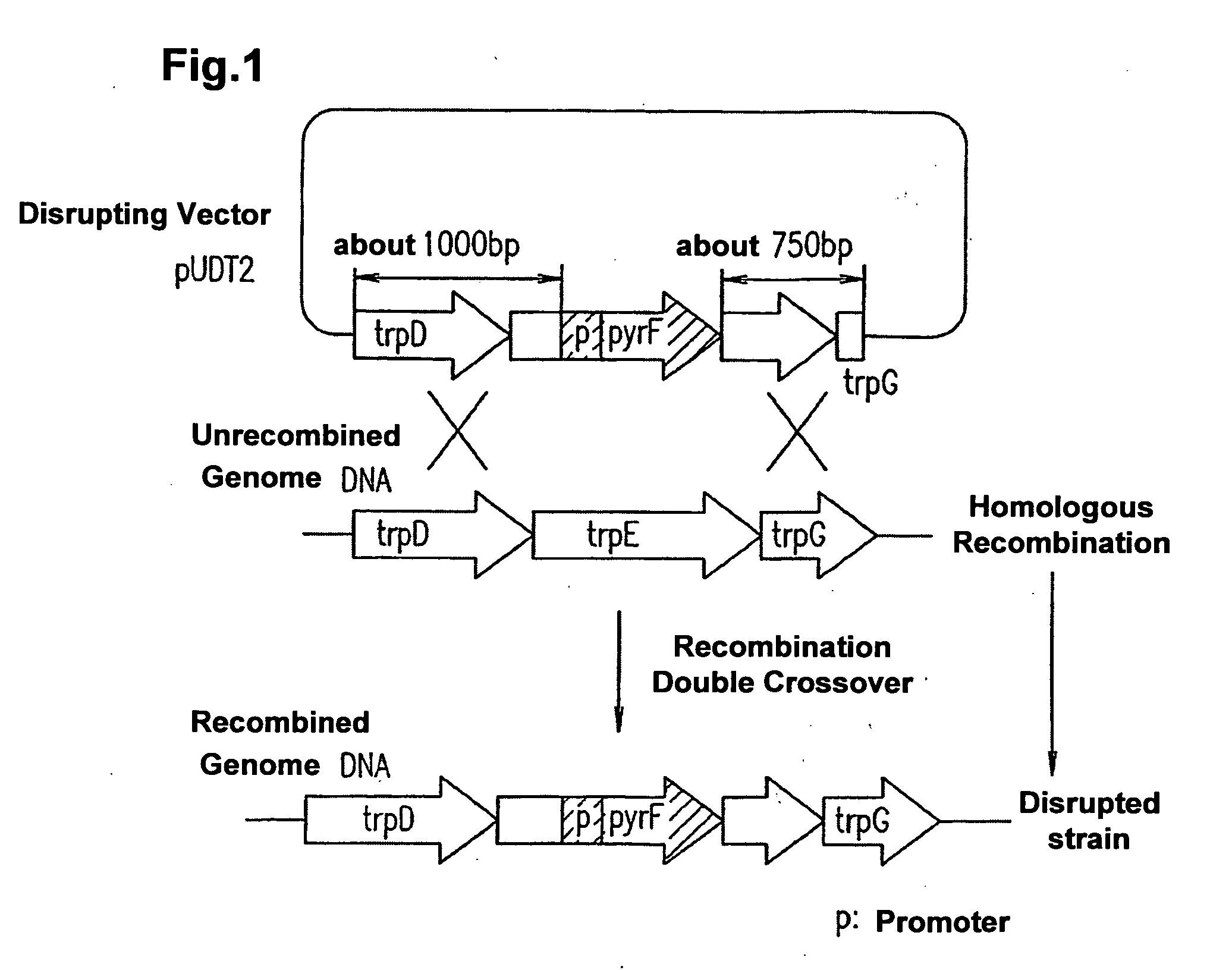 Method of targeted gene disruption, genome of hyperthermostable bacterium and genome chip using the same