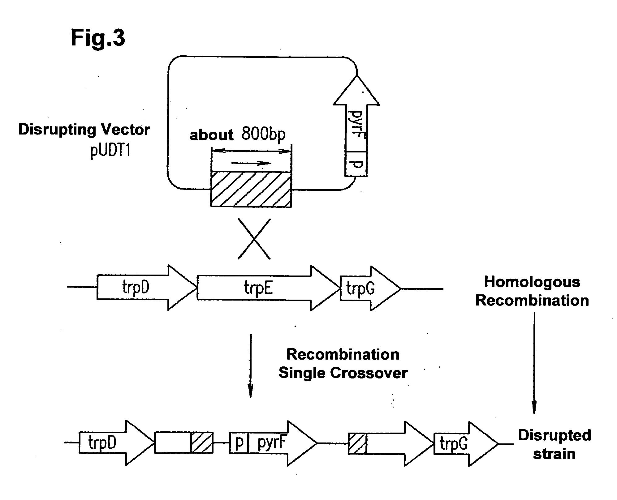 Method of targeted gene disruption, genome of hyperthermostable bacterium and genome chip using the same