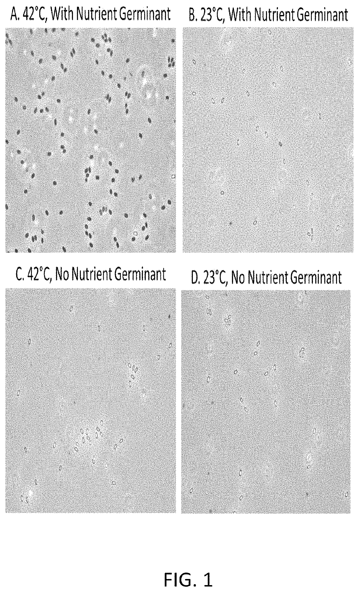 Nutrient rich germinant composition and spore incubation method