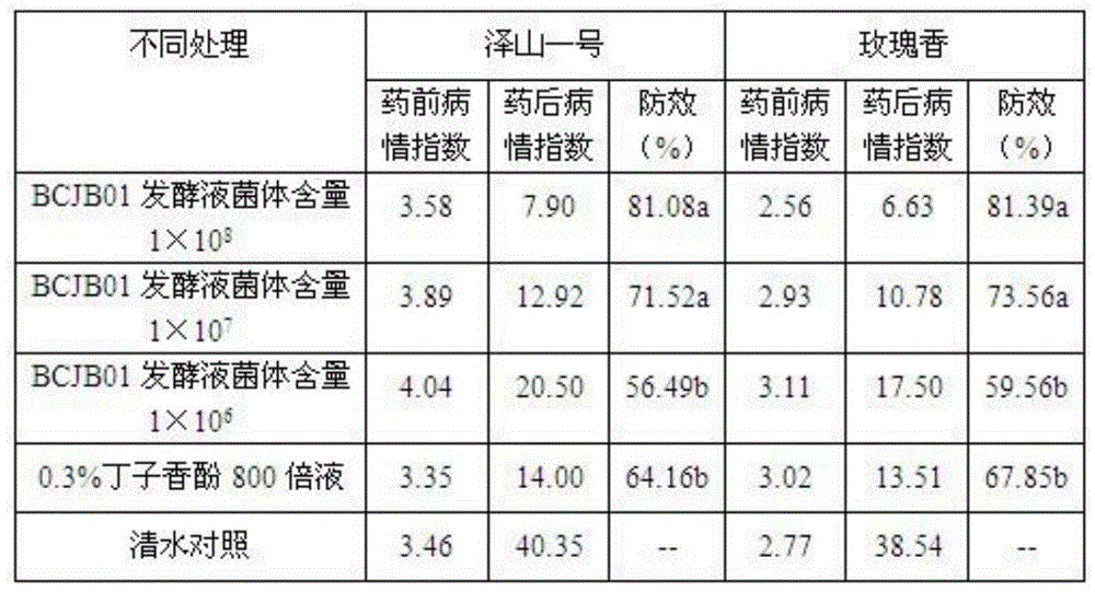 Biocontrol strain BCJB01 and application thereof