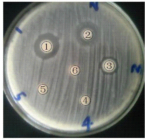 Bacillus pumilus E14, culturing method thereof and application