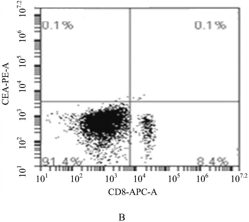 CD8&lt;+&gt; cytotoxic T lymphocyte for treatment of colorectal neoplasms and preparation method thereof