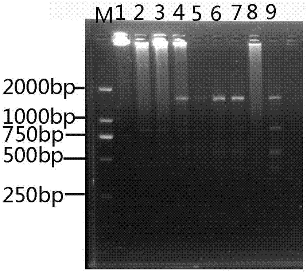 A kind of Moss dentata issr-PCR molecular marker method