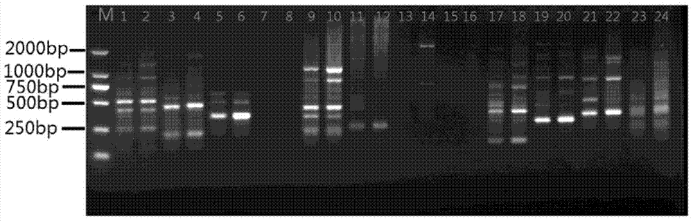 A kind of Moss dentata issr-PCR molecular marker method