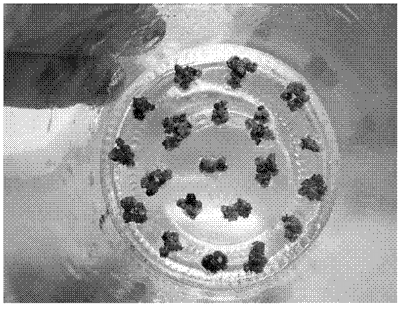 Method for inducing differentiation seedling of manilagrass callus