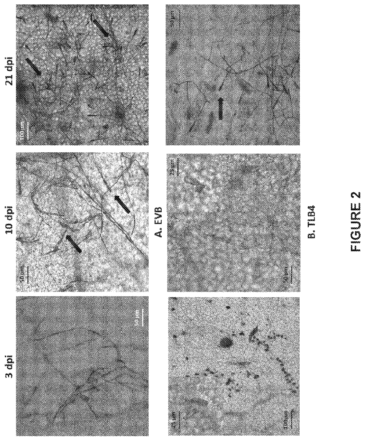 <i>Vitis vinifera </i>with reduced MLO expression and increased resistance to powdery mildew