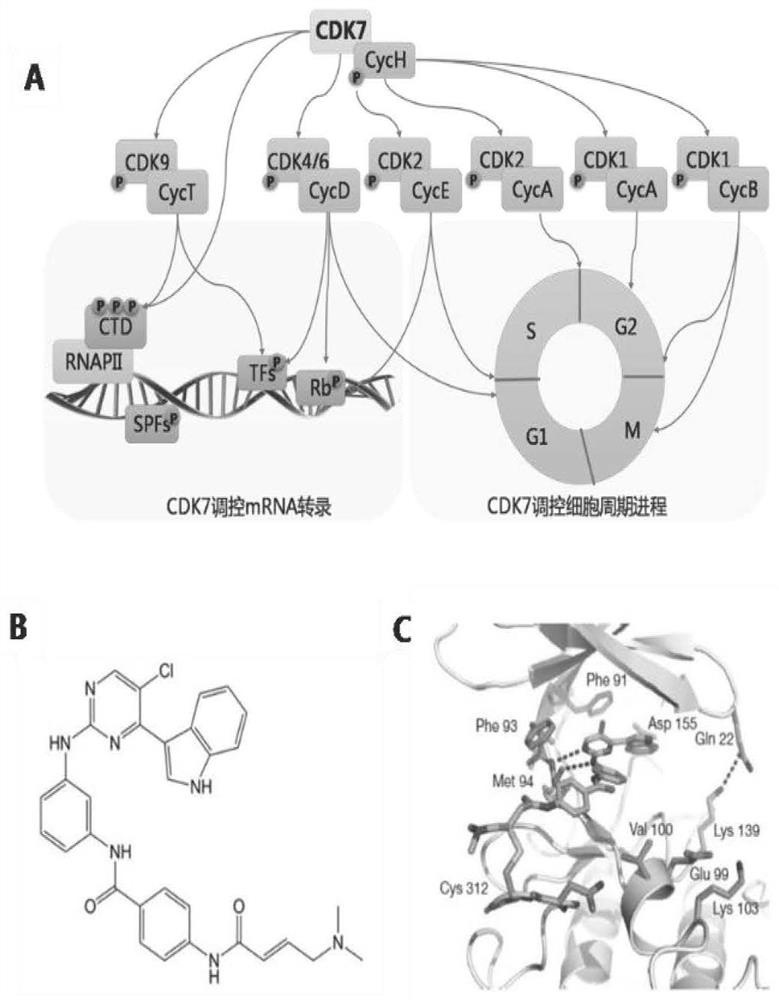 The invention also discloses application of CDK7 targeting inhibitor in preparation of drugs for treating cytokine release syndrome