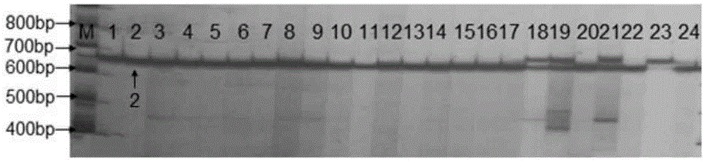 SSR marker fingerprint spectrum of needle mushroom Qinghe strain and application thereof