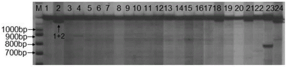 SSR marker fingerprint spectrum of needle mushroom Qinghe strain and application thereof