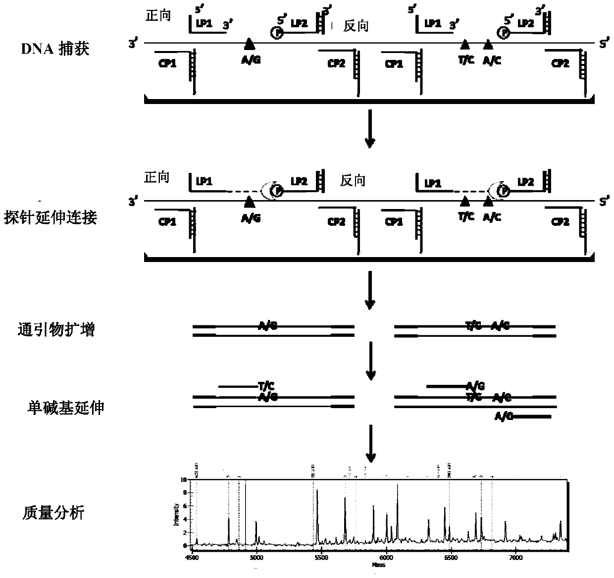 A probe amplification method based on multiple extension ligation, its use and kit