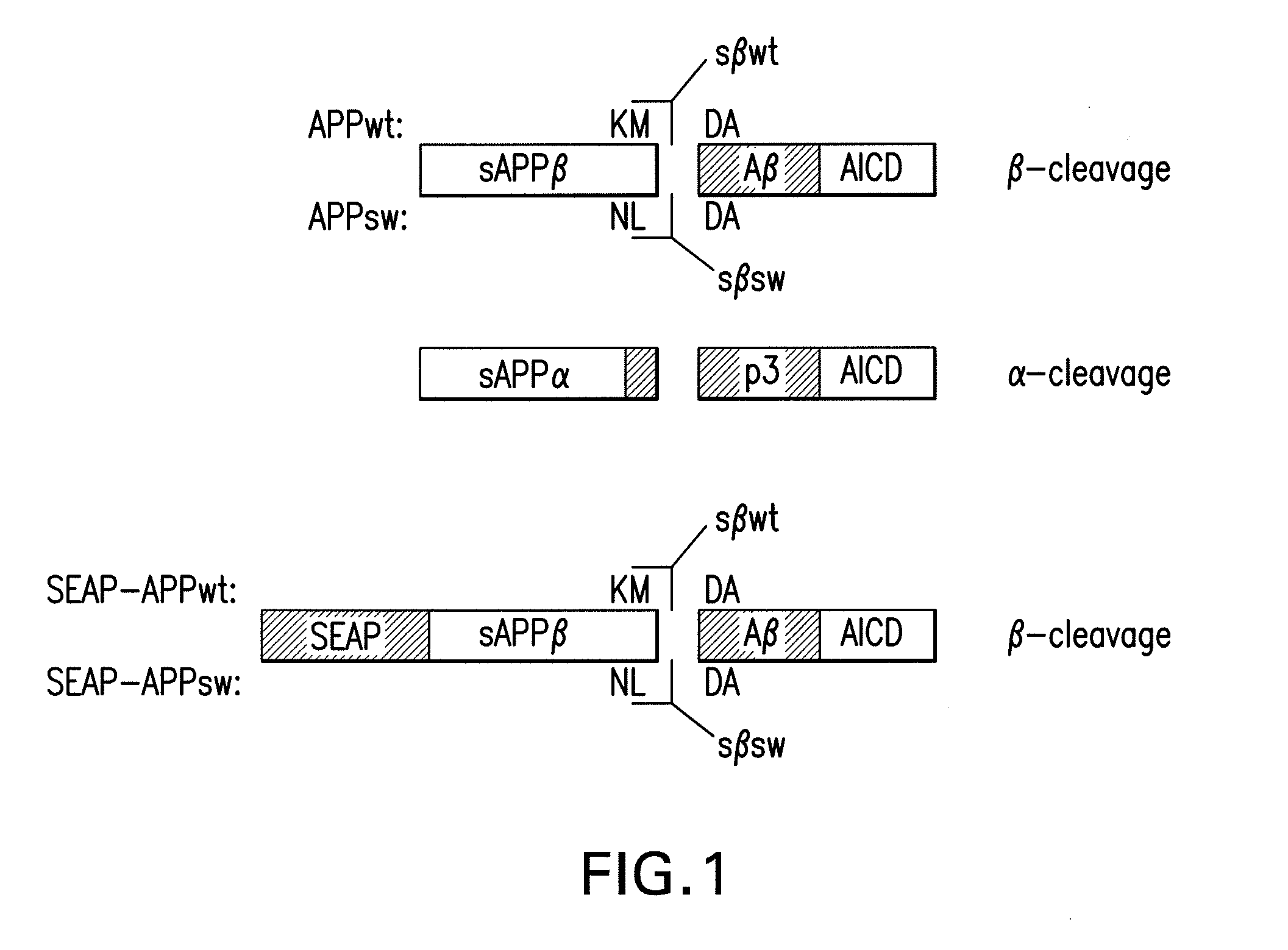Methods and compositions for detecting and quantifying sappb