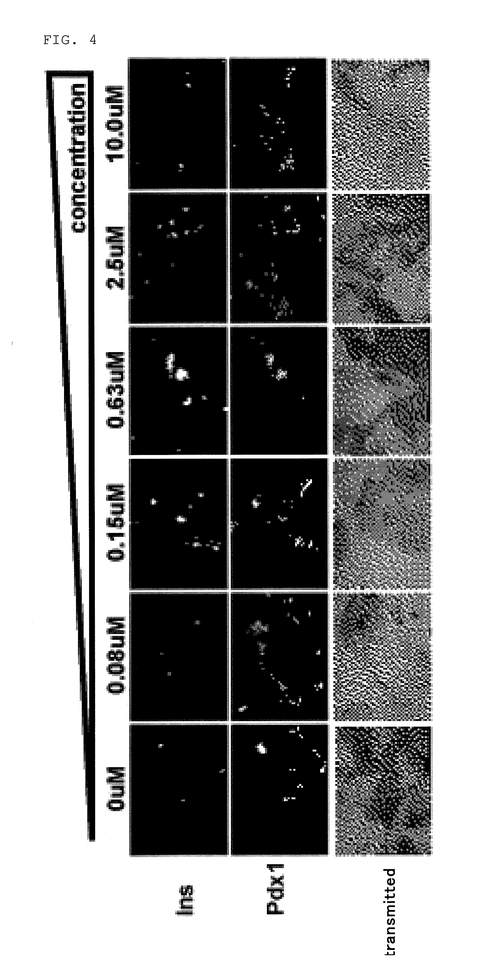 Small chemical compound which promotes induction of differentiation of stem cells into insulin-producing cells and method for inducing differentiation of stem cells into insulin-producing cells using said small chemical compound
