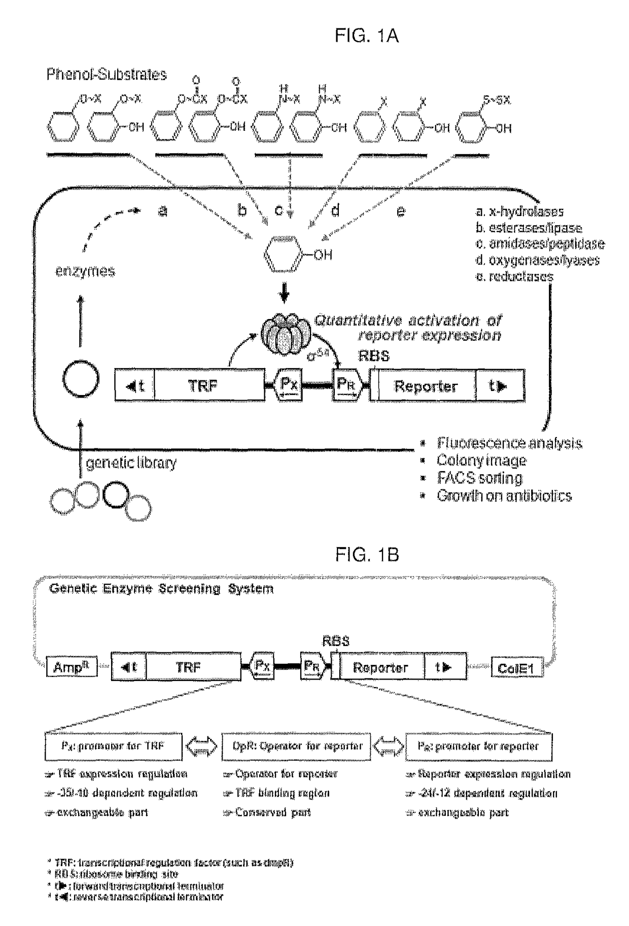 Method of screening and quantifying various enzymatic activities using artificial genetic circuits