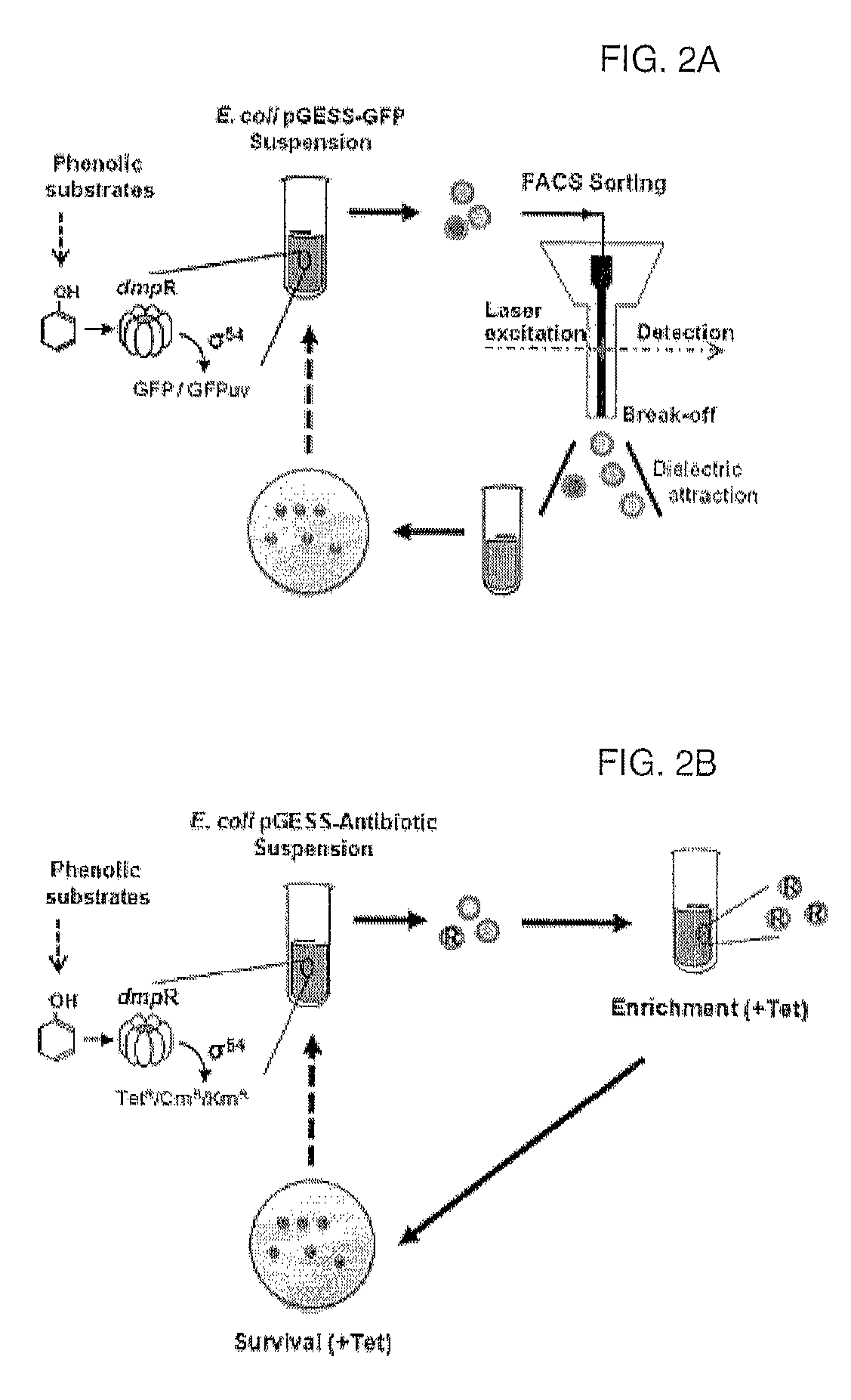 Method of screening and quantifying various enzymatic activities using artificial genetic circuits
