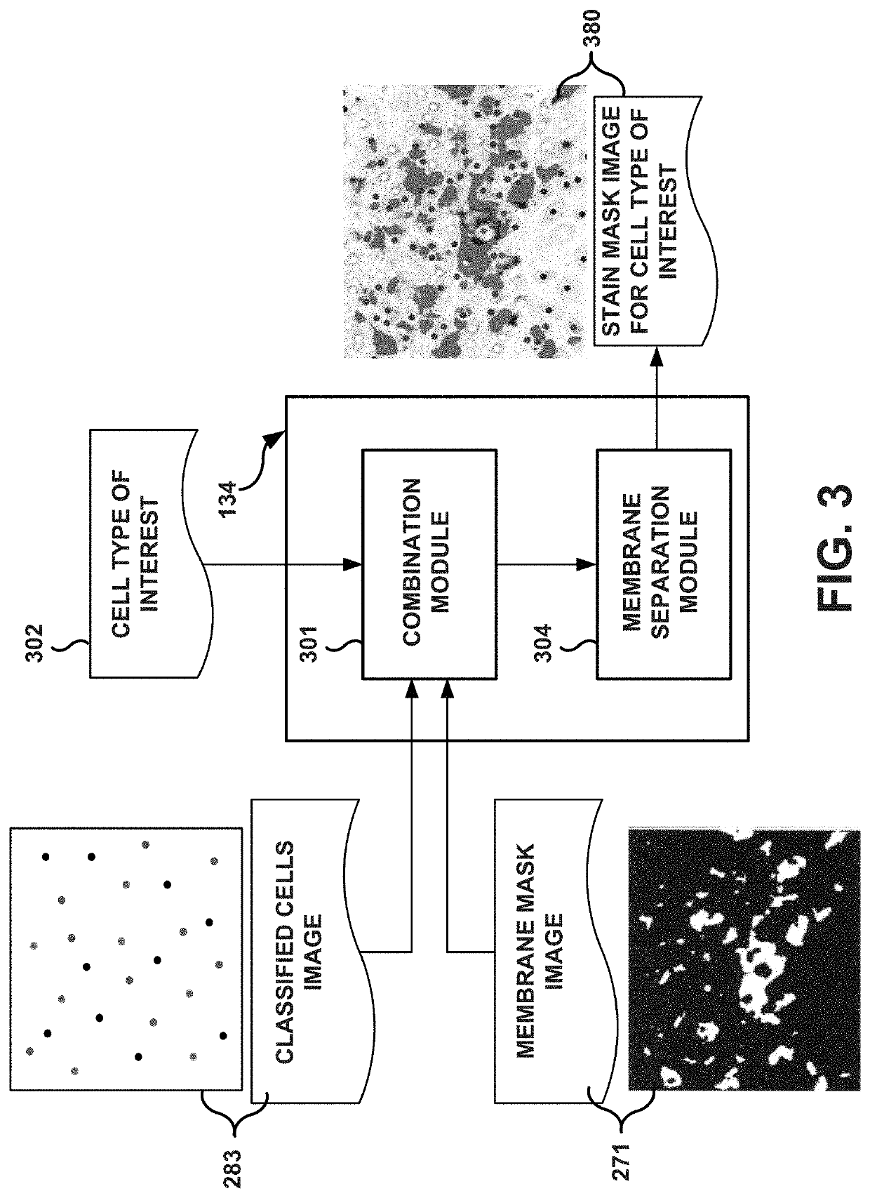 System and method for generating selective stain segmentation images for cell types of interest