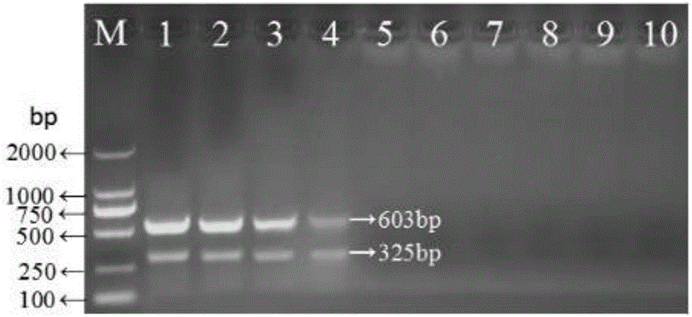 Double PCR detection primer, double PCR detection reagent kit and double PCR detection method for identification of orf virus and capripoxvirus