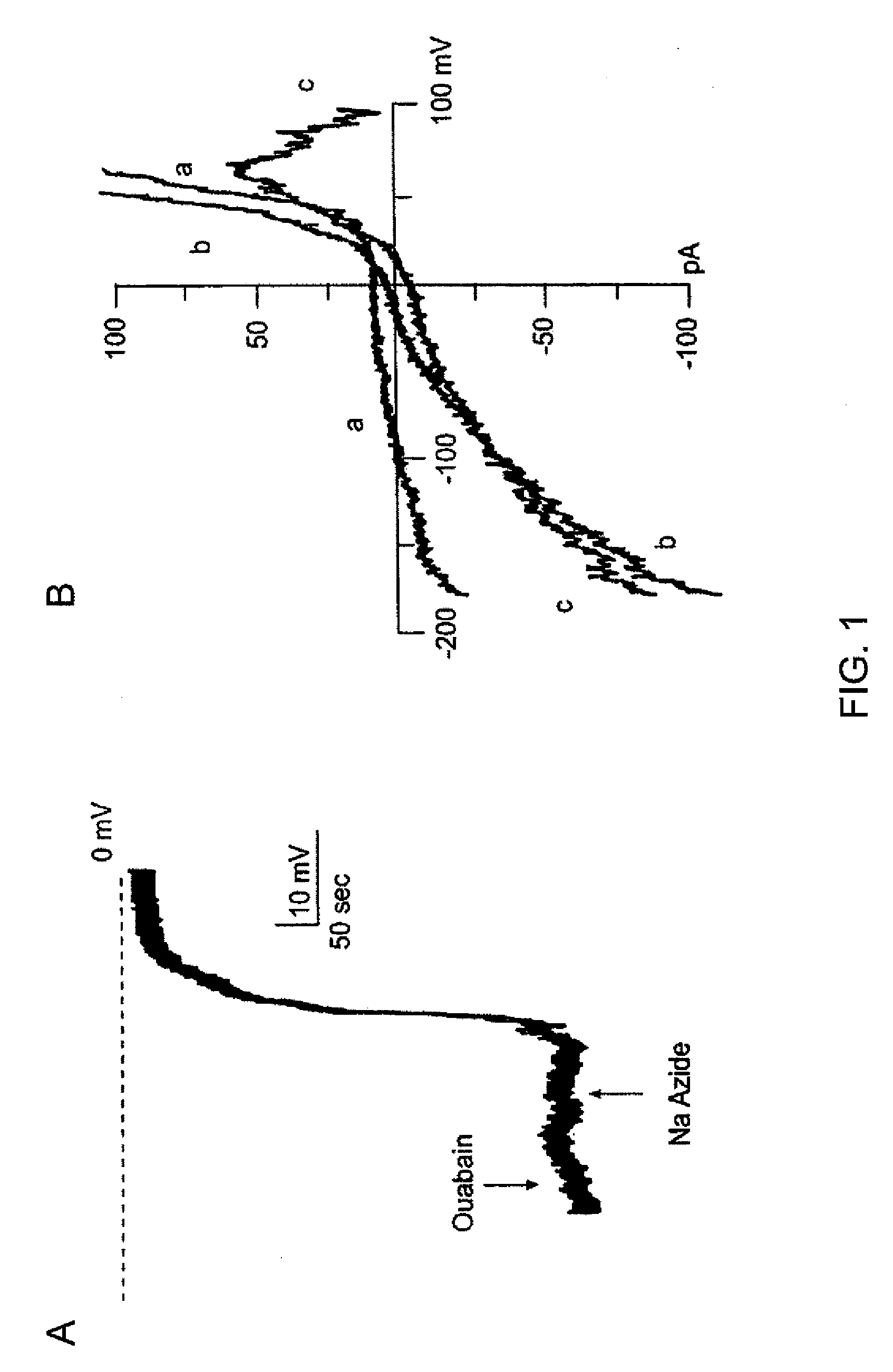 Novel non-selective cation channel in neuronal cells and method for treating brain swelling