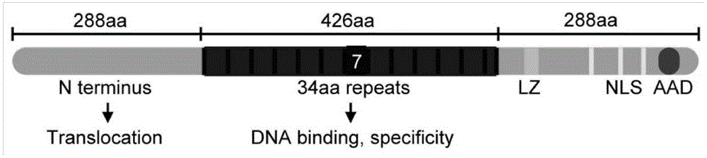 Avrbs3/ptha family gene jva1 with HD to ng virulence factor pattern