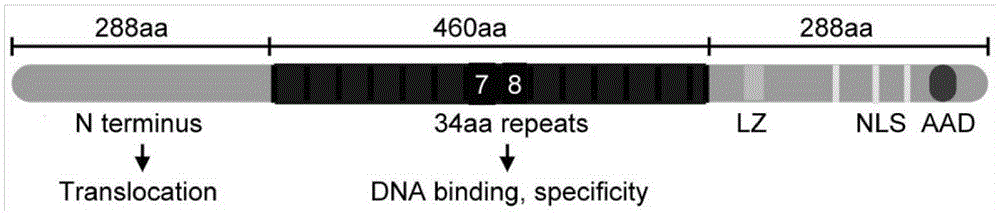 Avrbs3/ptha family gene jva1 with HD to ng virulence factor pattern