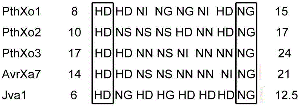 Avrbs3/ptha family gene jva1 with HD to ng virulence factor pattern