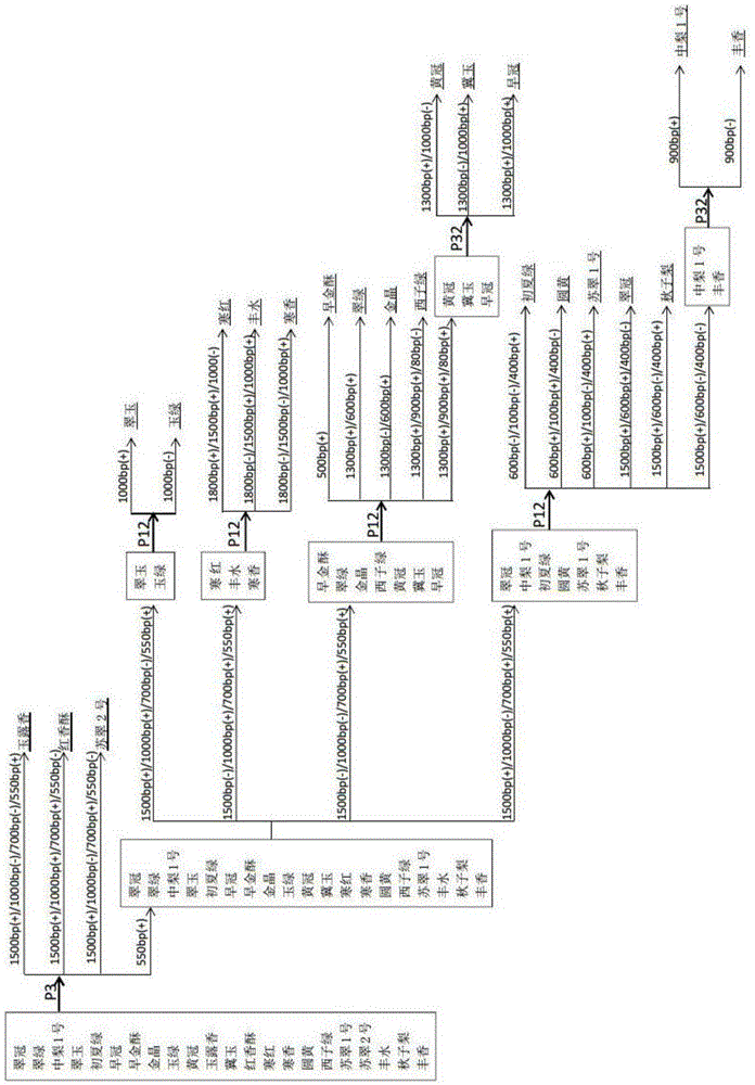 RAPD (random amplified polymorphic DNA) primers for differentiating pear varieties and application of primers