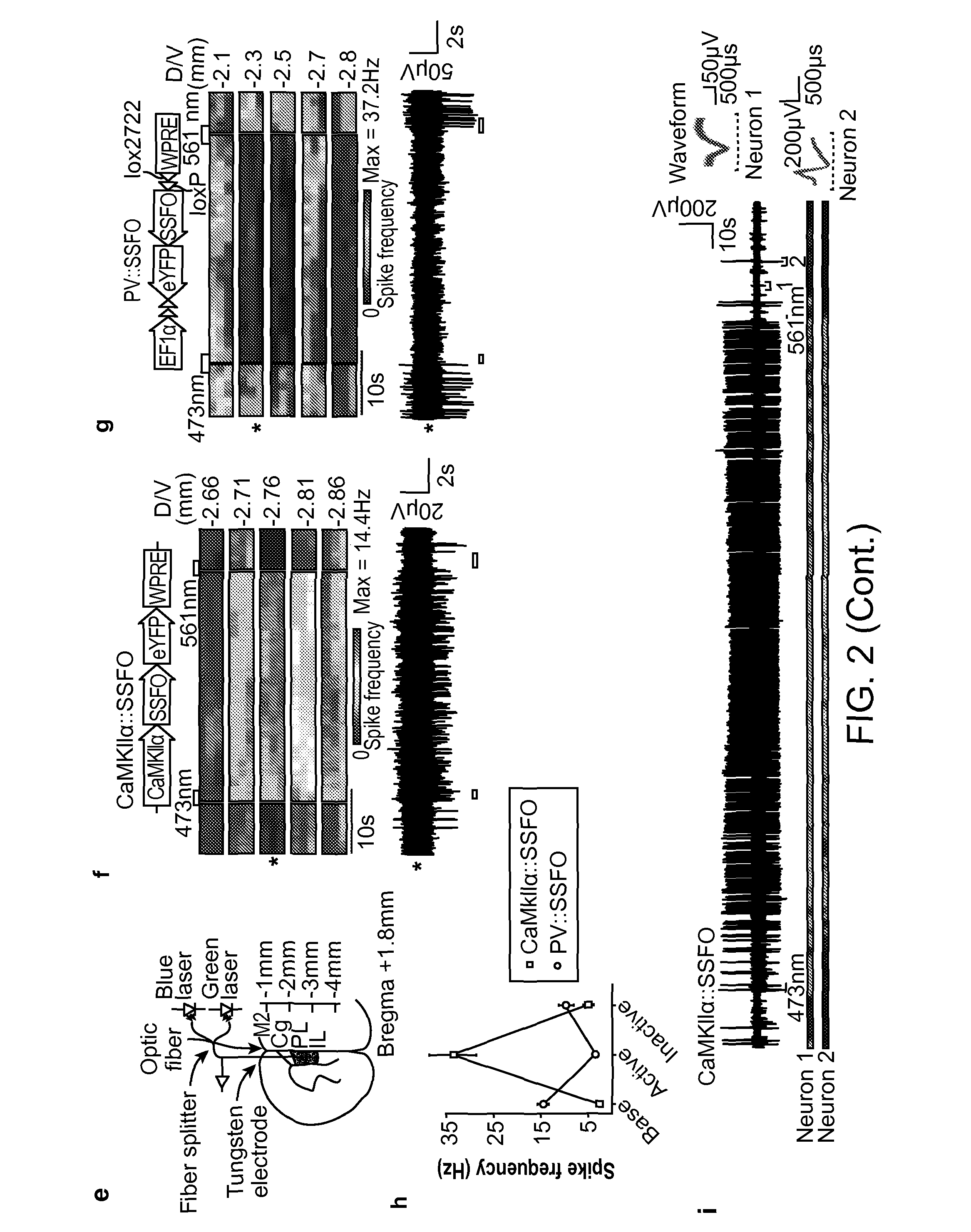 Stabilized step function opsin proteins and methods of using the same