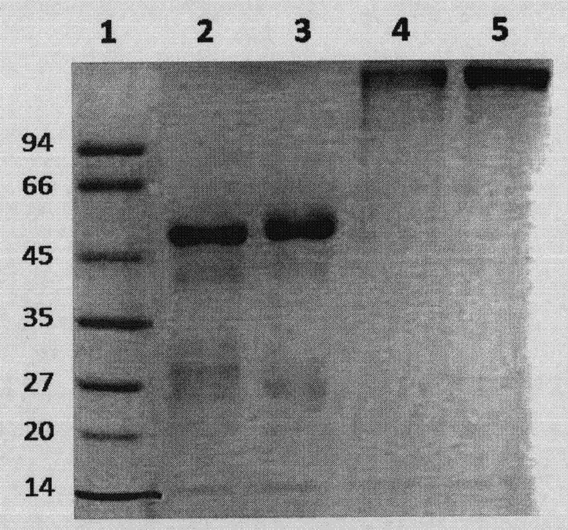 Myoglobin immunoadsorbent and immunoadsorption device