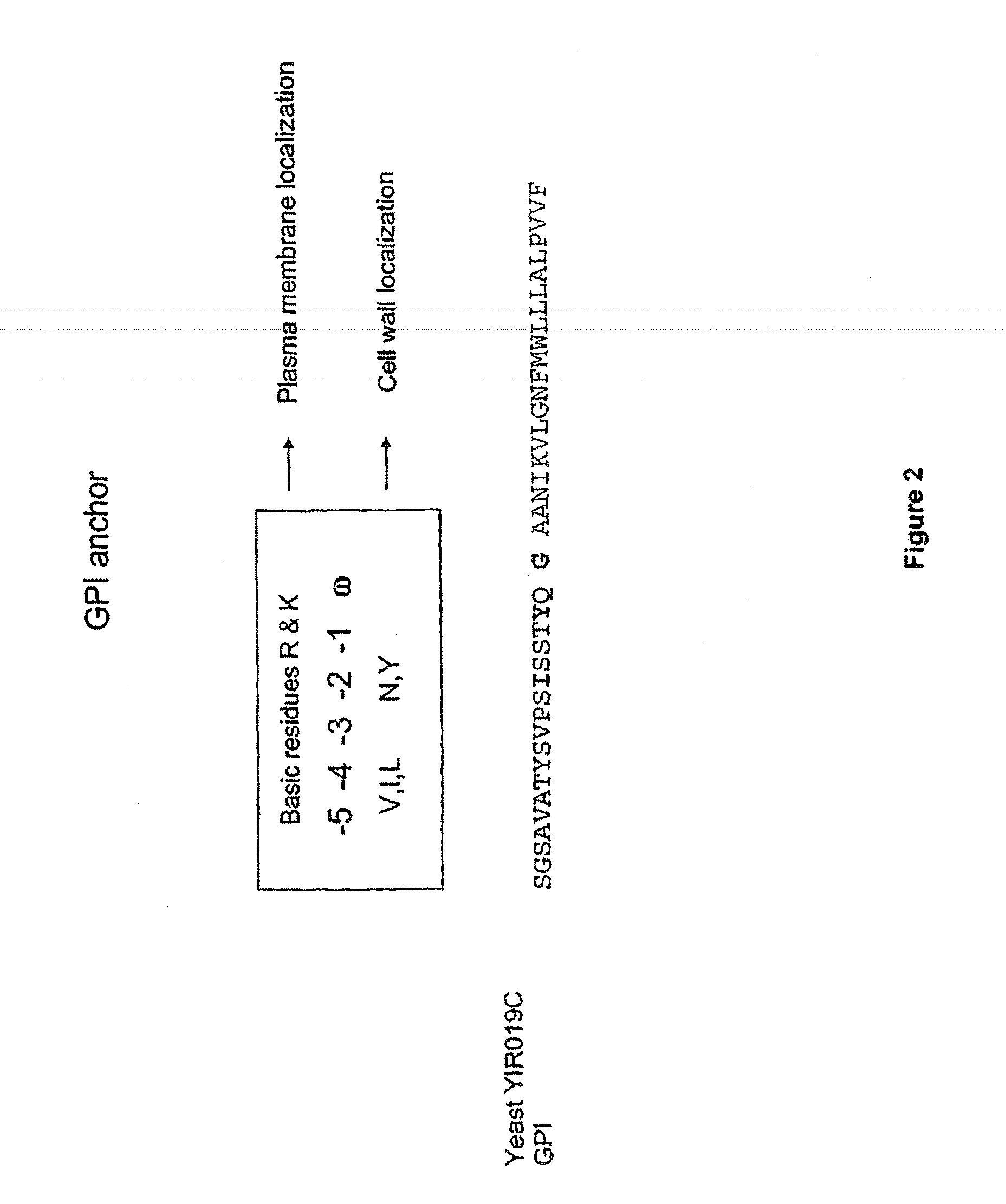 Transferrin fusion protein libraries