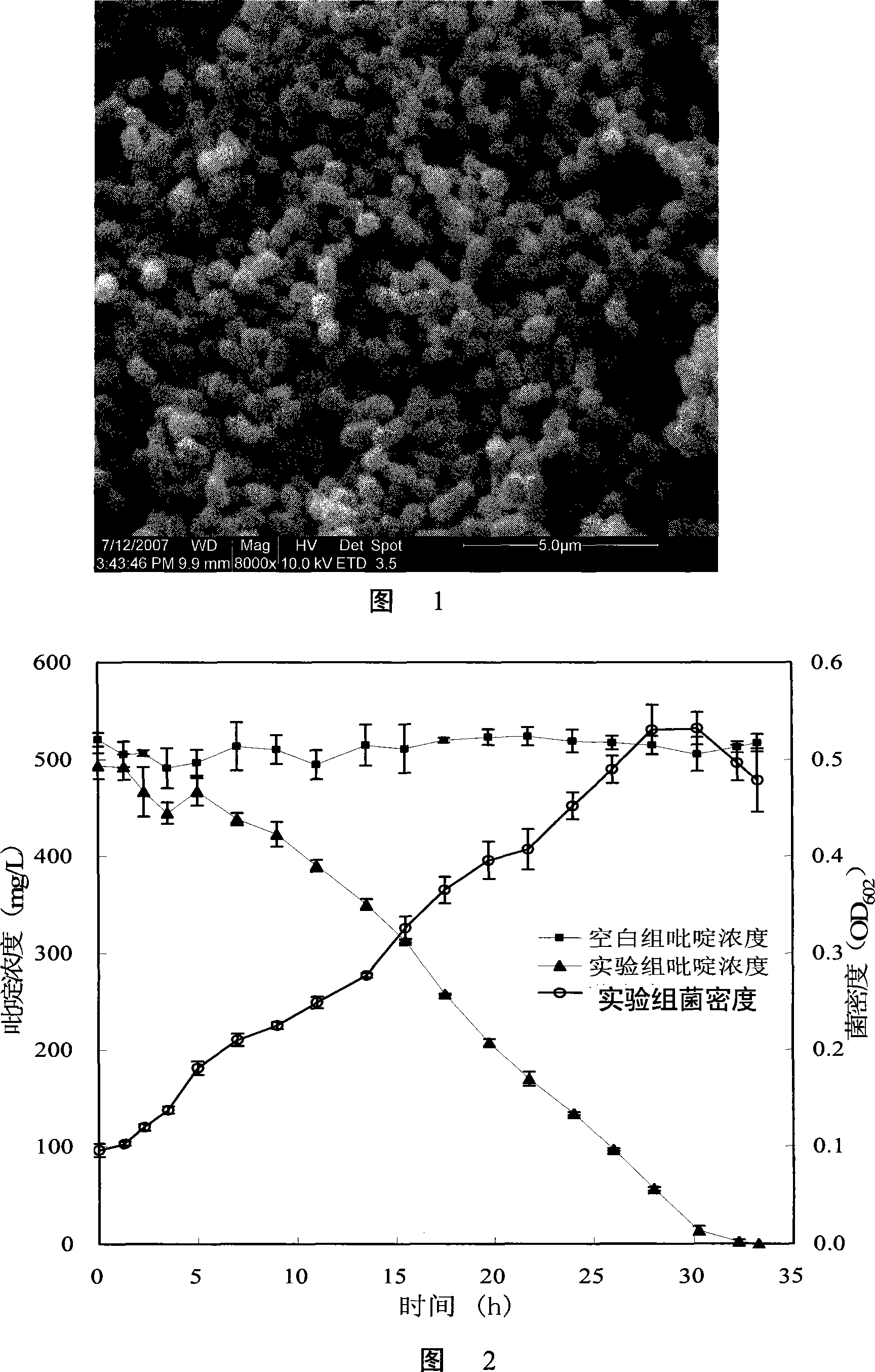 Paracoccus and application thereof in nitrogenous heterocyclic compound degradation