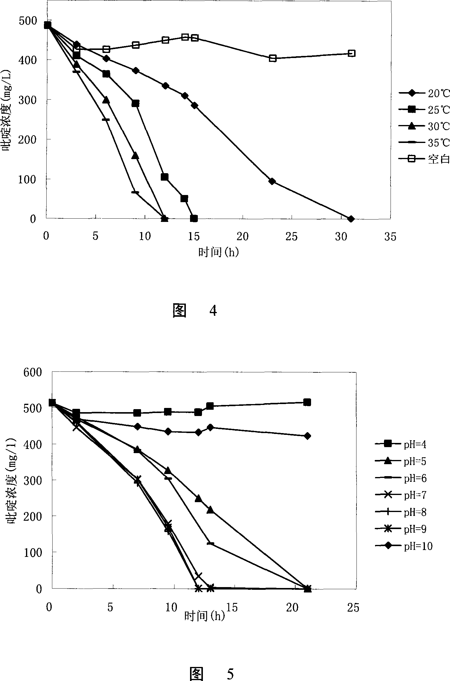 Paracoccus and application thereof in nitrogenous heterocyclic compound degradation